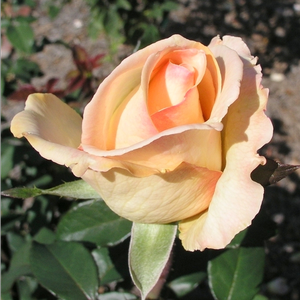 Кремовая со слегка розовой каймой - Чайно-гибридные розы